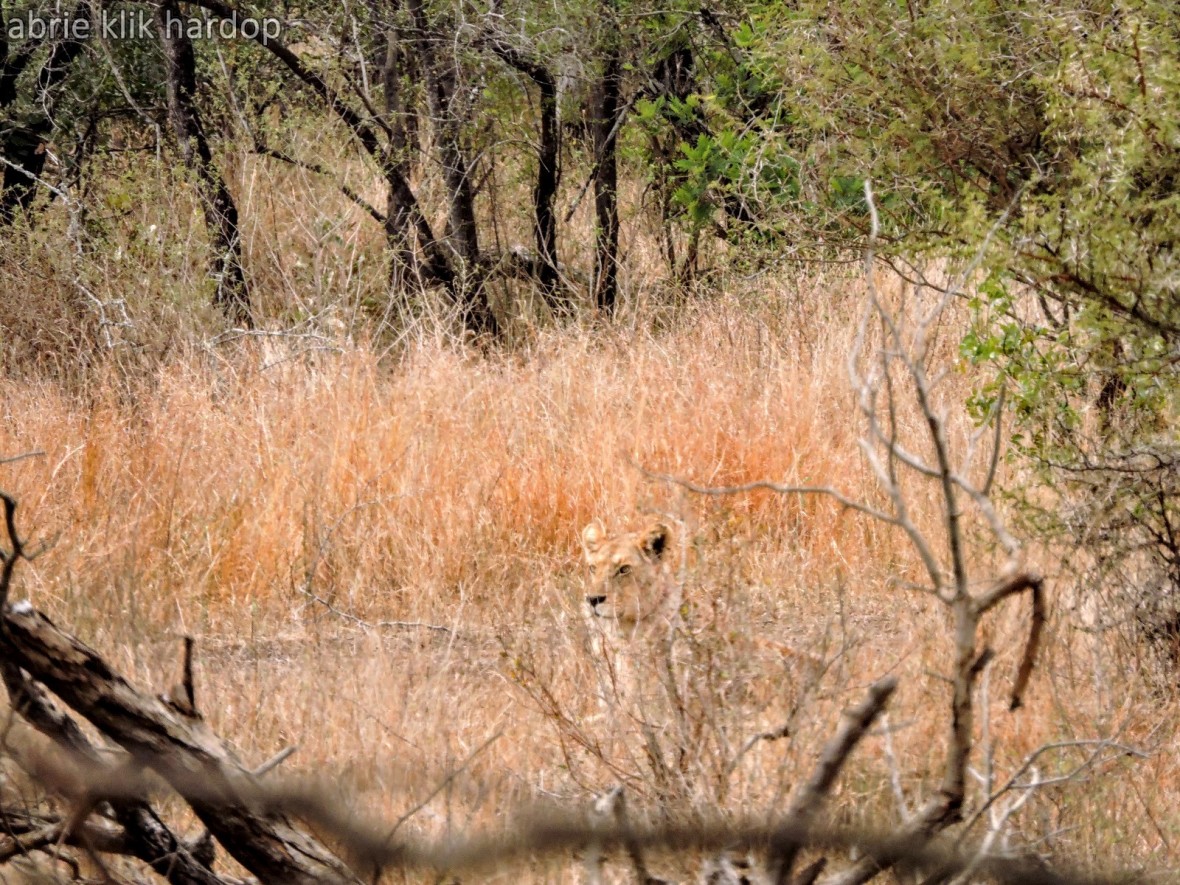 Leeuwyfie Kruger wildtuin