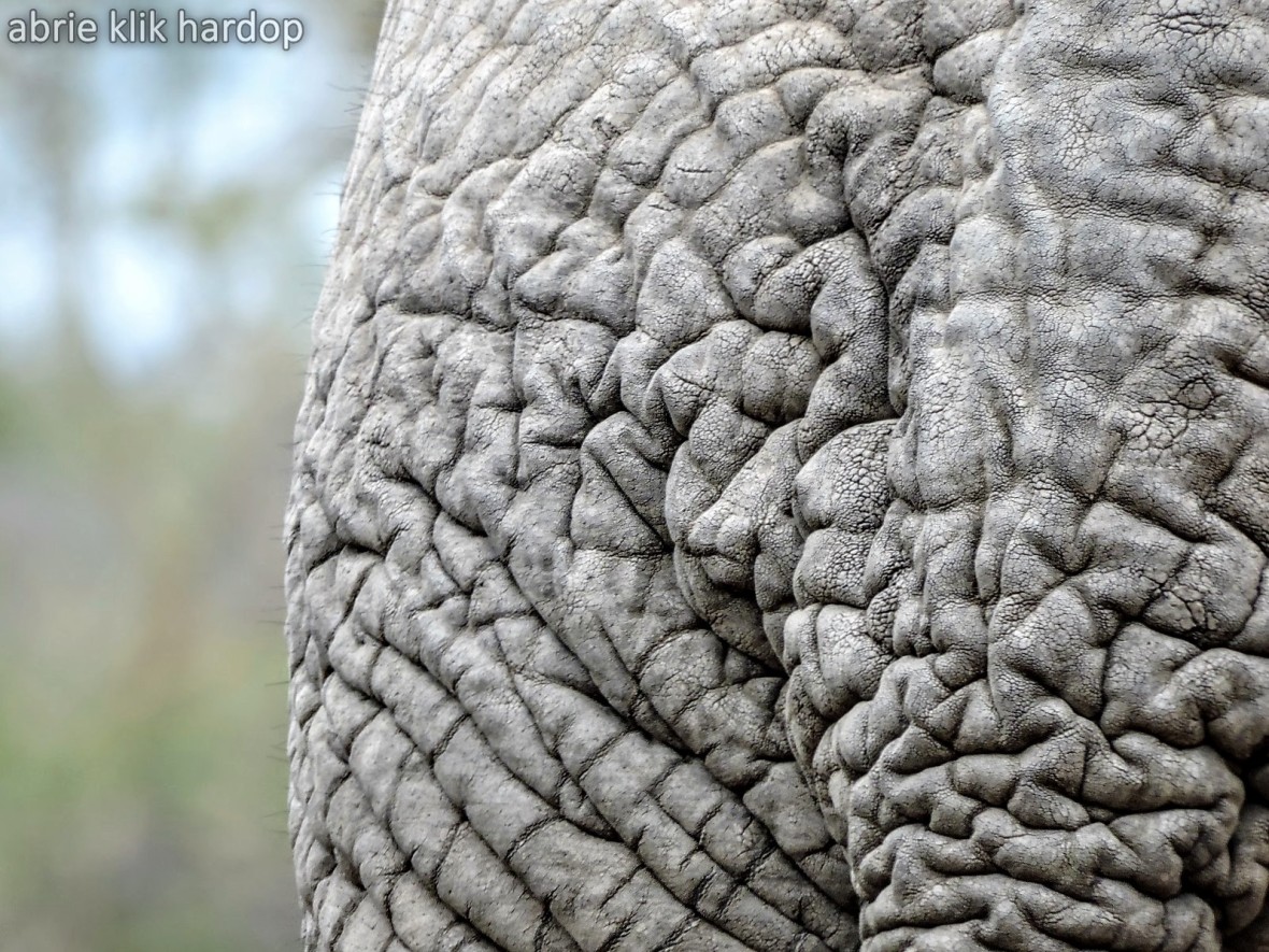 Gerimpelde olifant Kruger Wildtuin